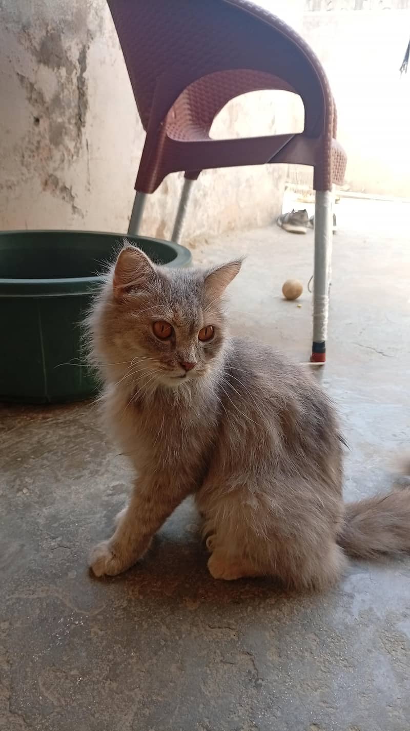 Gray Persian Cat 3