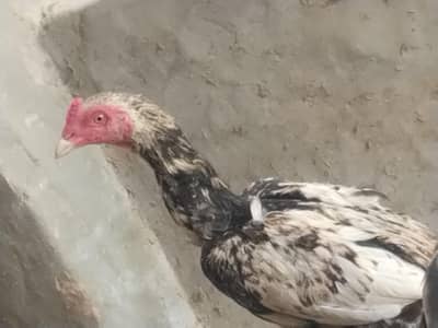 pure aseel breed for sale