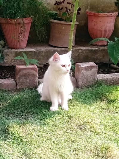 Persian irani cat with brown eyes