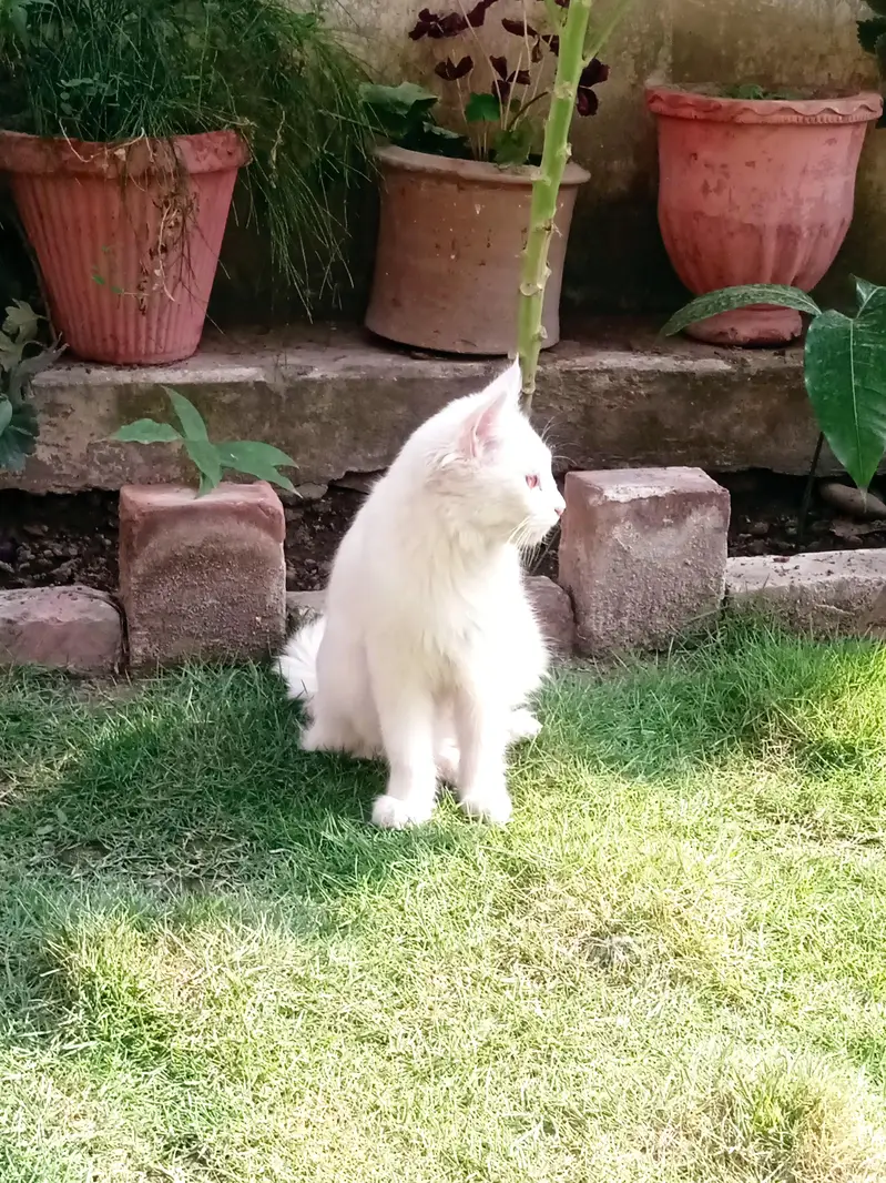 Persian irani cat with brown eyes — photo 2