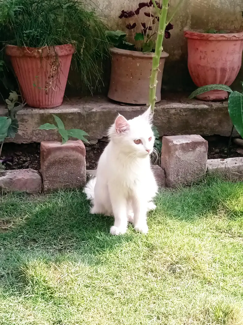 Persian irani cat with brown eyes — photo 3