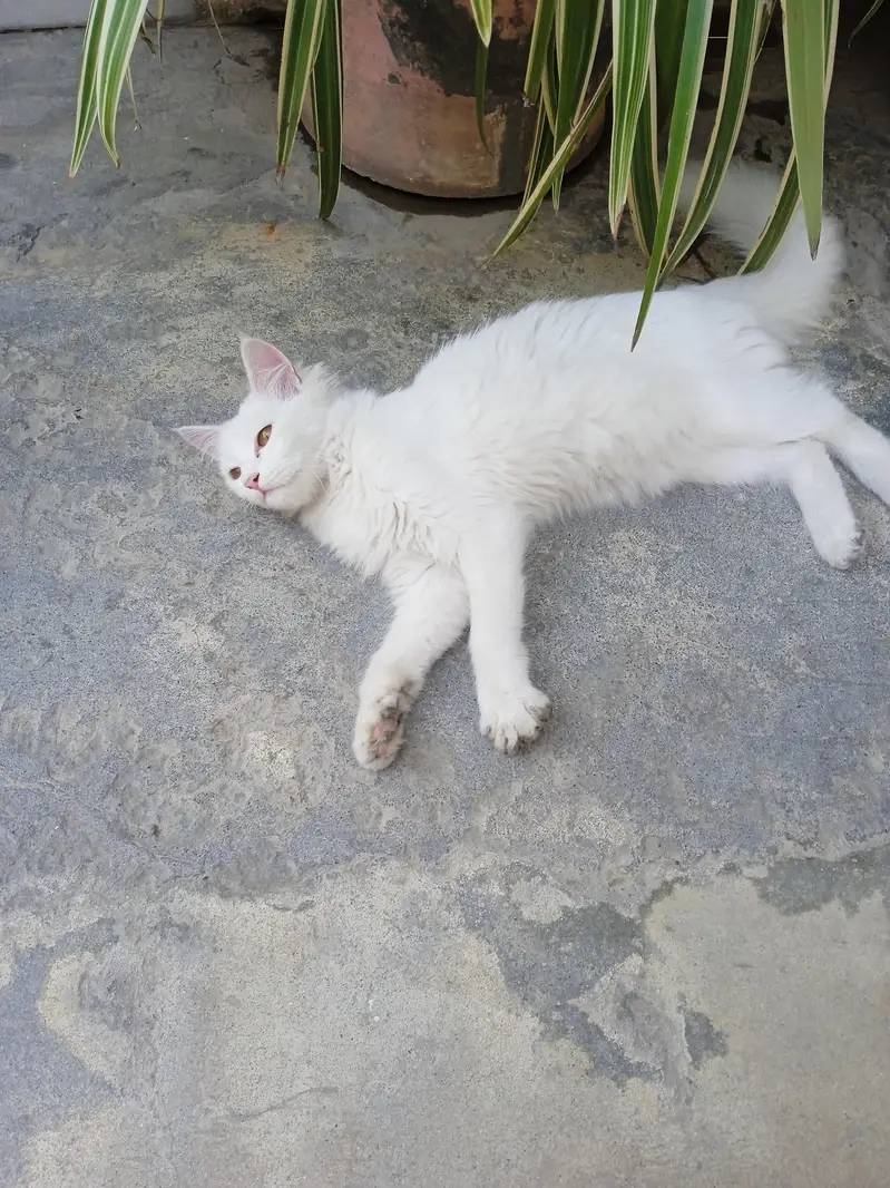 Persian irani cat with brown eyes — photo 5