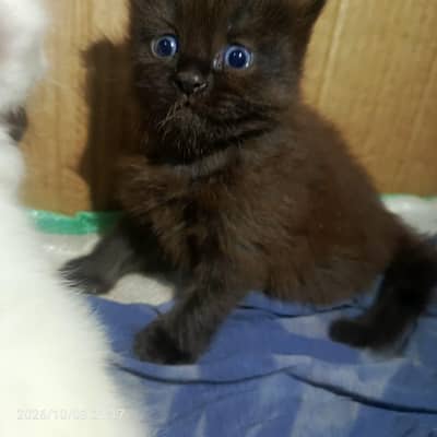 Persian kittens for sale
