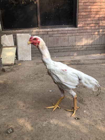O Shamo For Sale