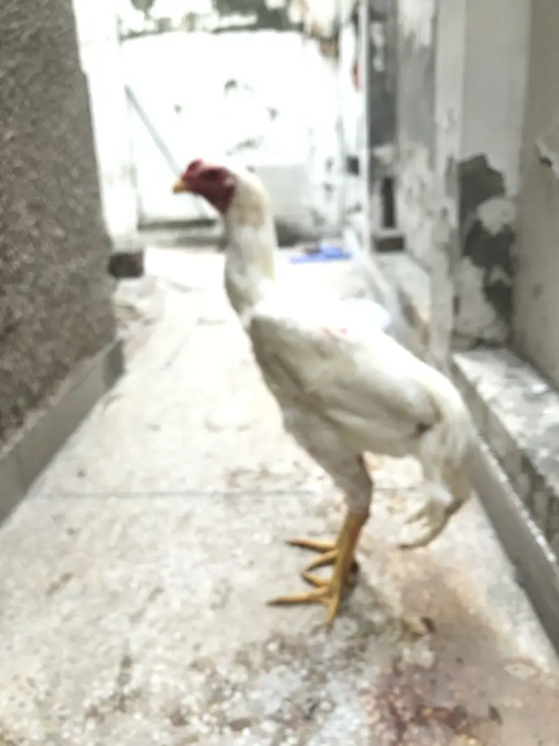 O Shamo For Sale — photo 2