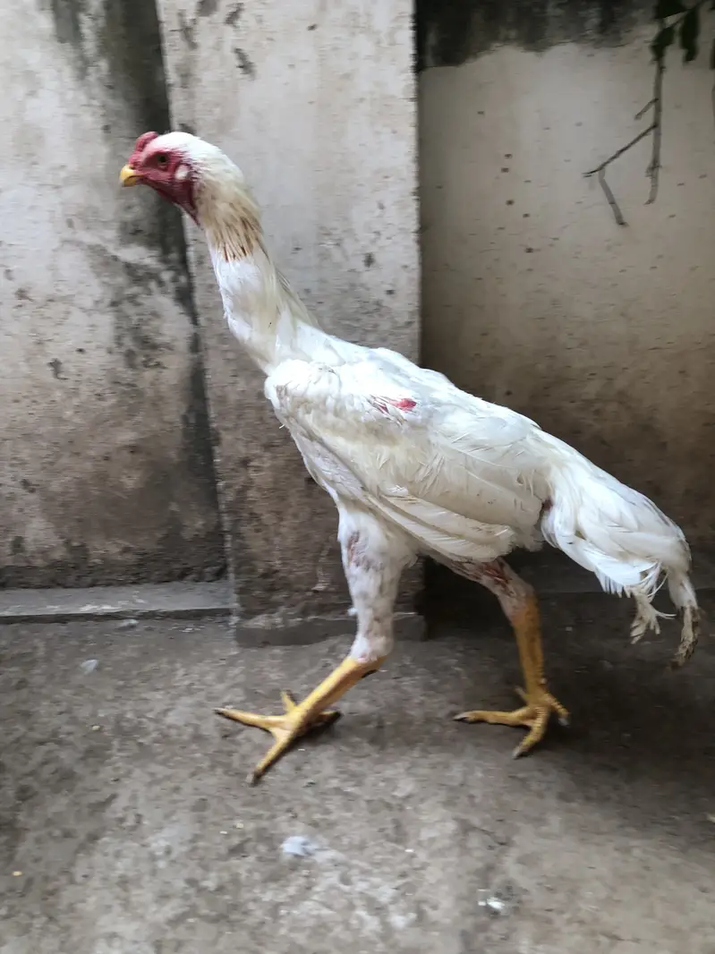 O Shamo For Sale — photo 3