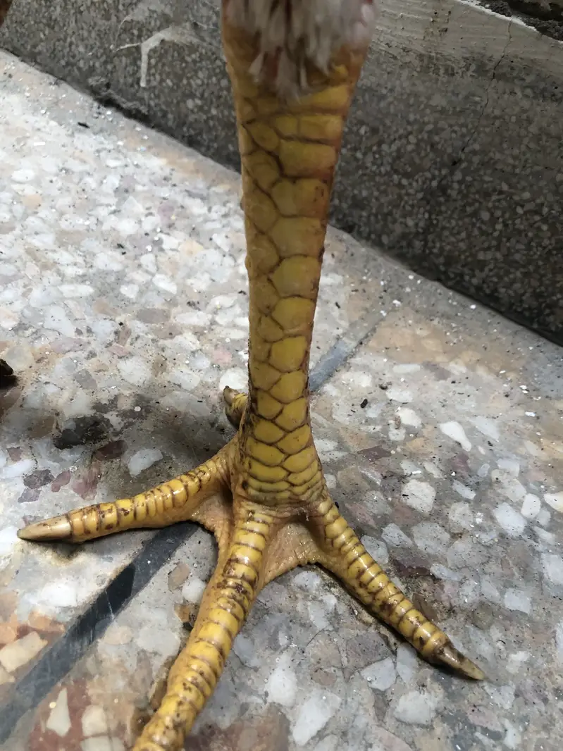 O Shamo For Sale — photo 4