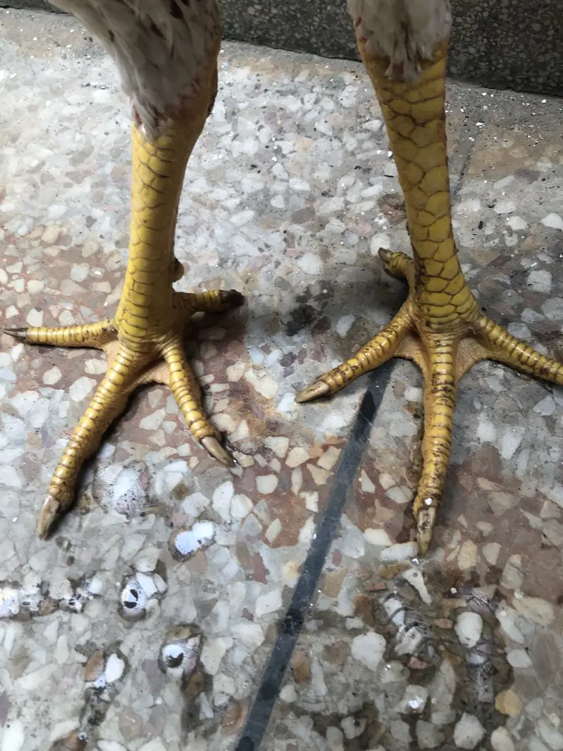 O Shamo For Sale — photo 5