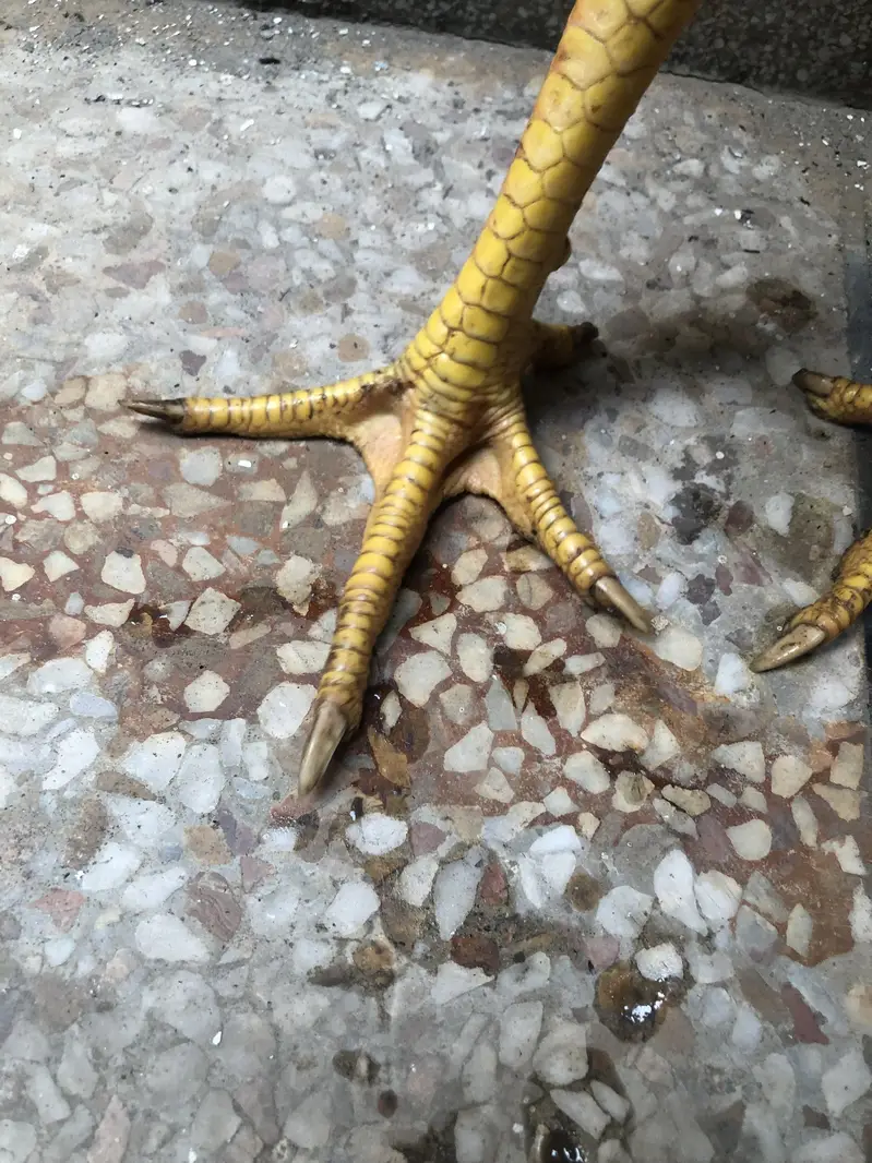 O Shamo For Sale — photo 6