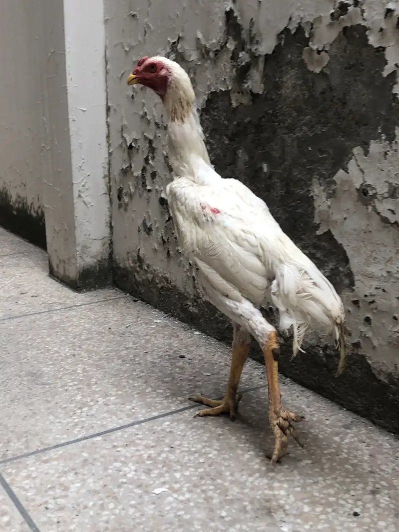 O Shamo For Sale — photo 7