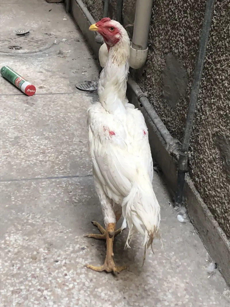 O Shamo For Sale — photo 8