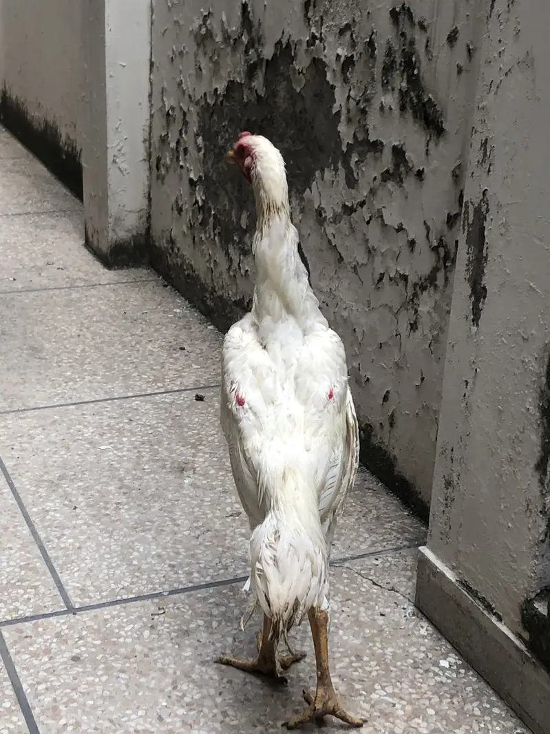 O Shamo For Sale — photo 10