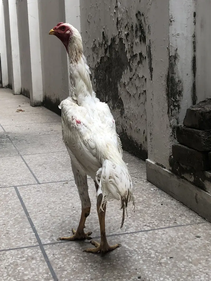 O Shamo For Sale — photo 11
