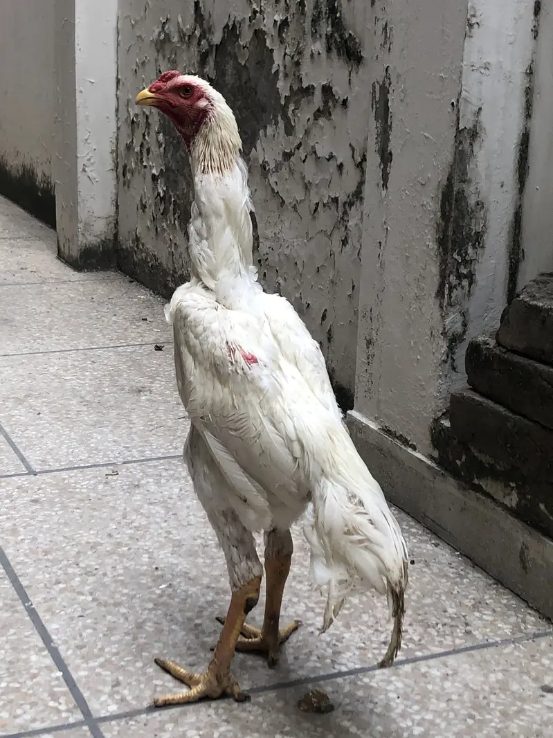 O Shamo For Sale — photo 12