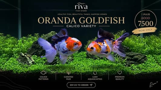 ORANDA GOLDFISH