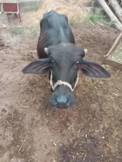 Bhains sale k liy h