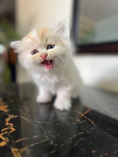 Persian male kitten available