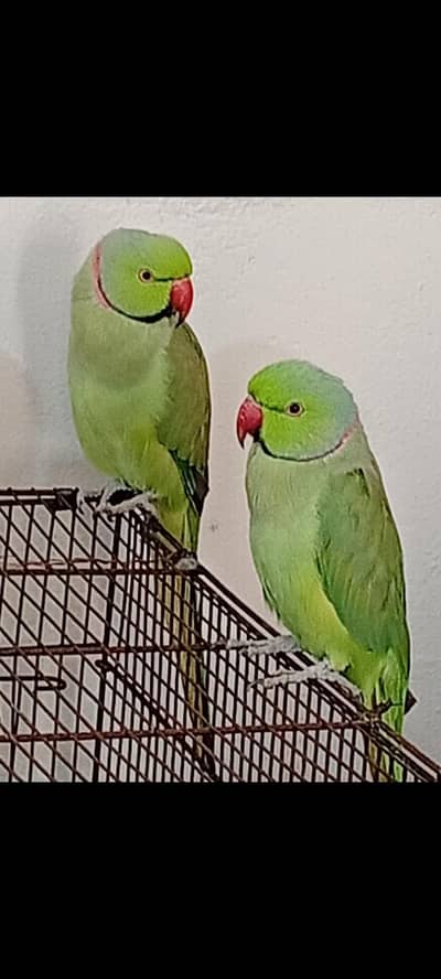 03435131048 single 7000 parrots for sale