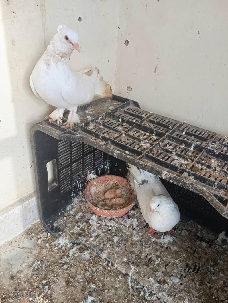 pair with 2 chicks 4