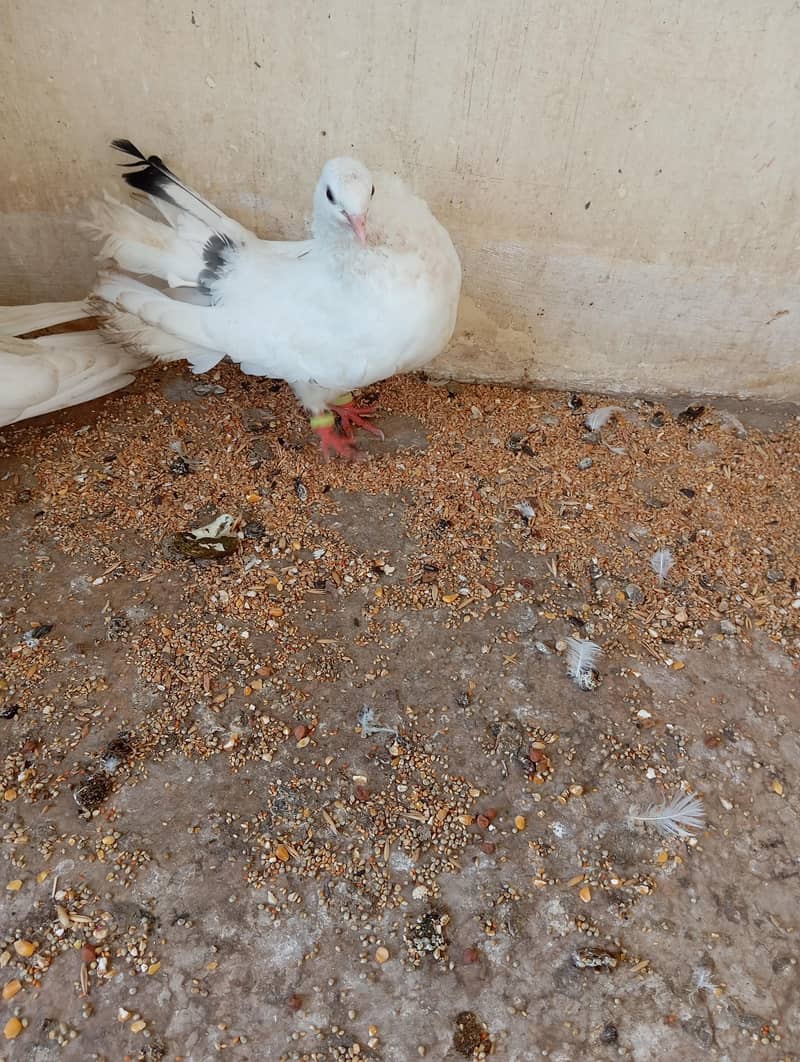pair with 2 chicks 5