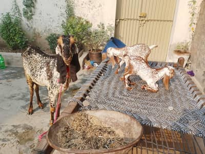 Pure Desi bakri with kids 03214178601