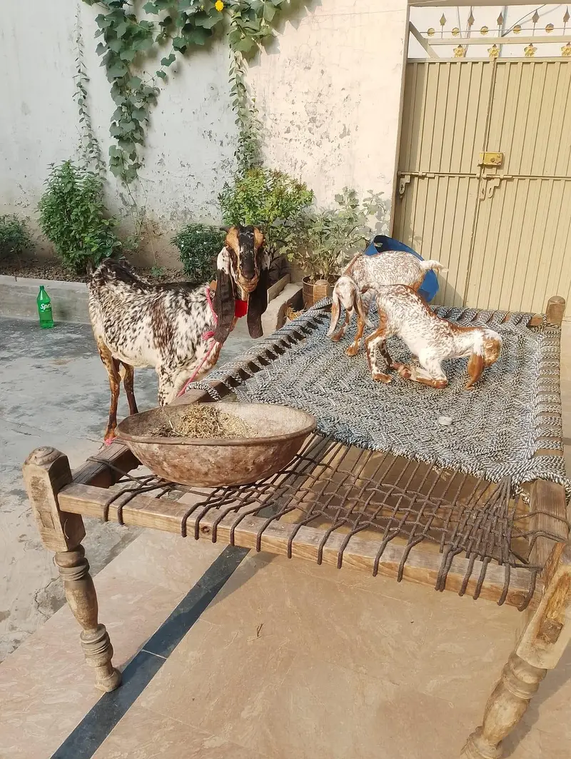 Pure Desi bakri with kids 03214178601 — photo 2