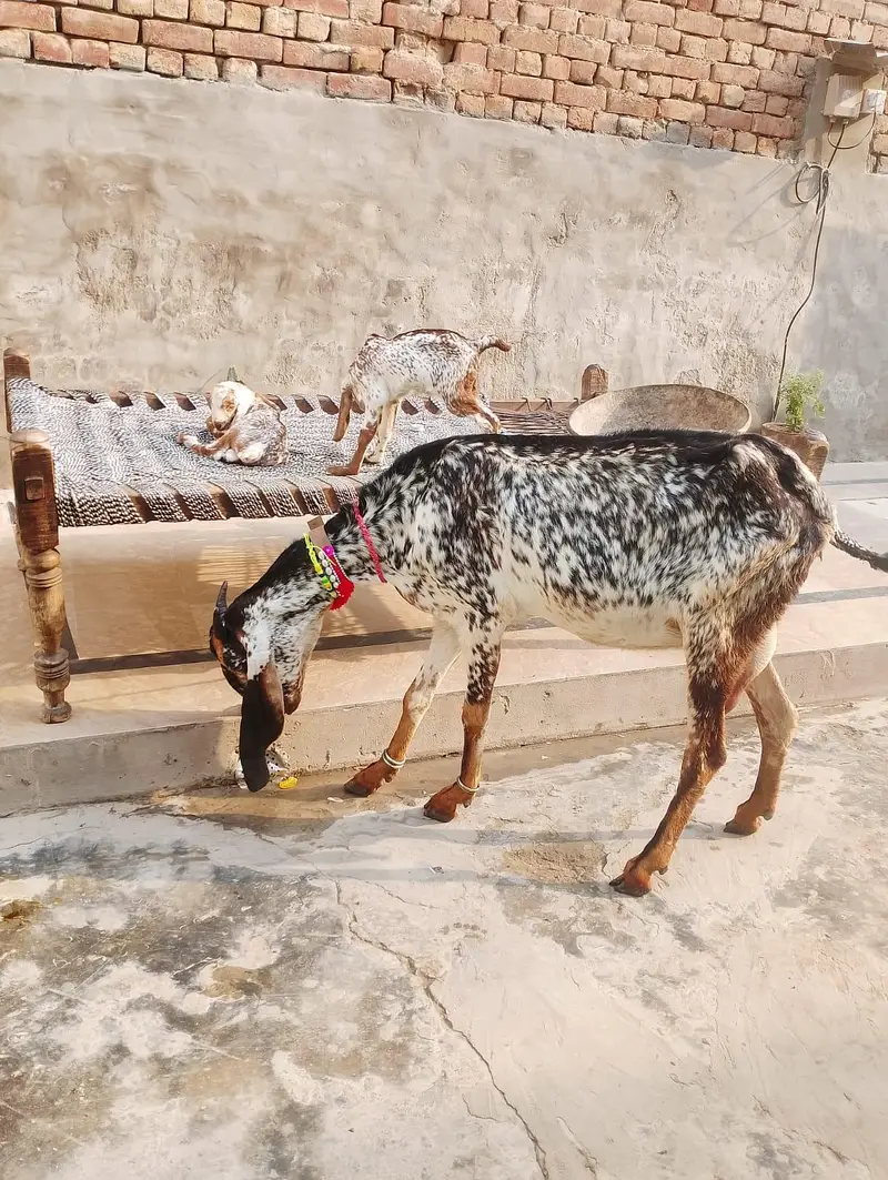 Pure Desi bakri with kids 03214178601 — photo 3