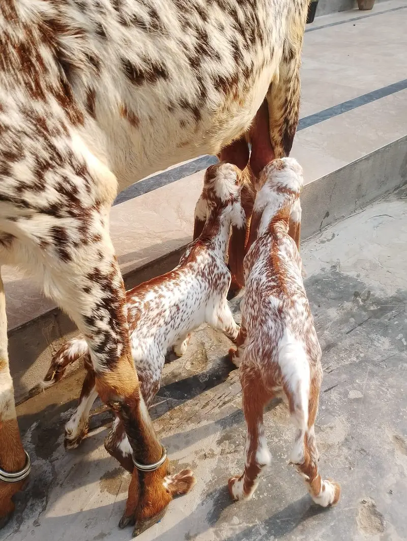 Pure Desi bakri with kids 03214178601 — photo 4