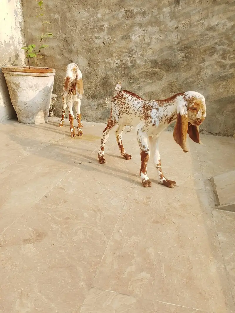 Pure Desi bakri with kids 03214178601 — photo 5