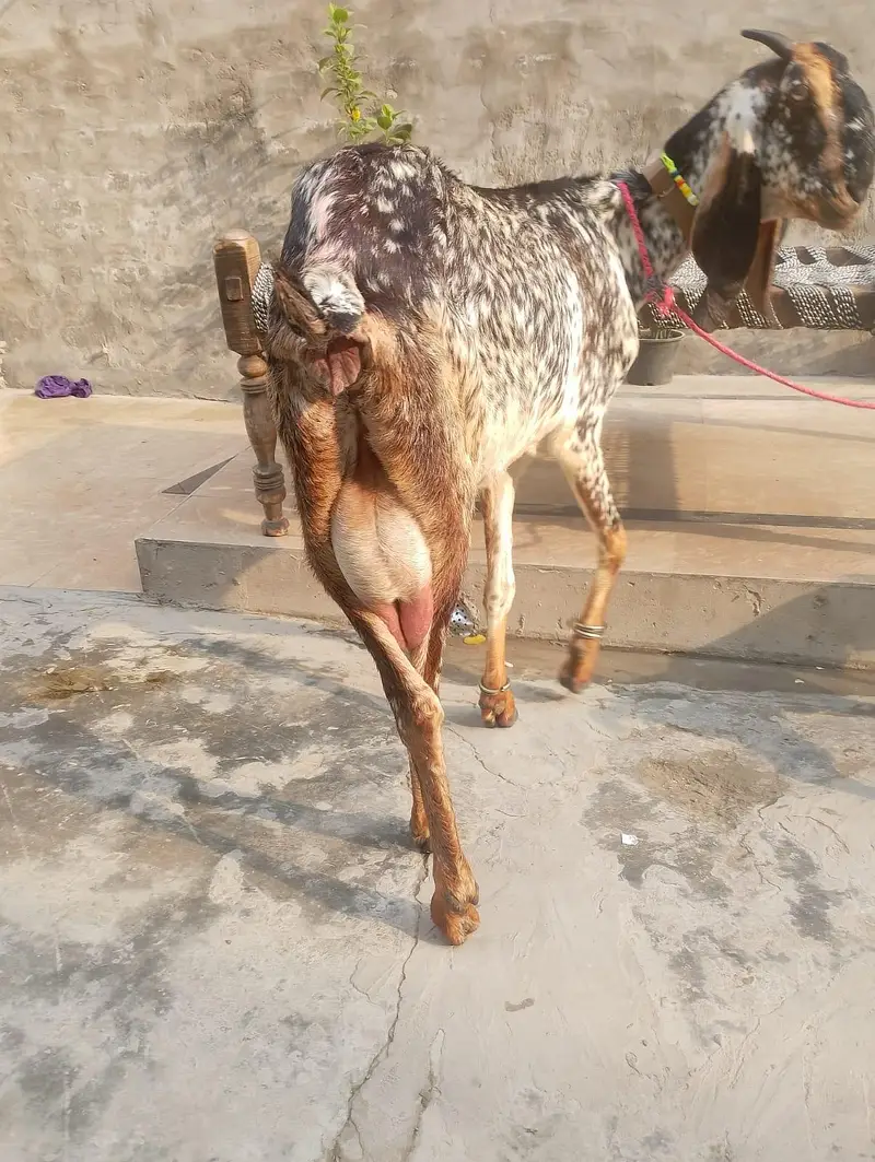 Pure Desi bakri with kids 03214178601 — photo 6