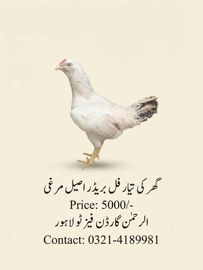Aseel desi Murge and mugian — photo 7