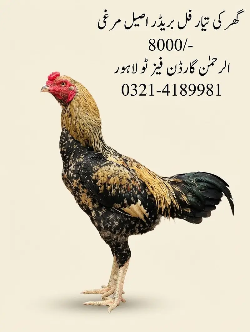 Aseel desi Murge and mugian — photo 10