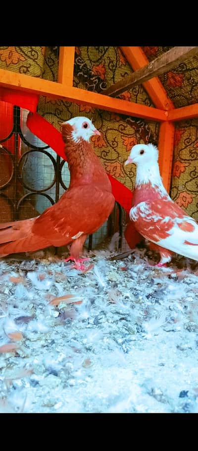 jogi kachpra breeder pair pigeons for sale kabotar pishori peshori