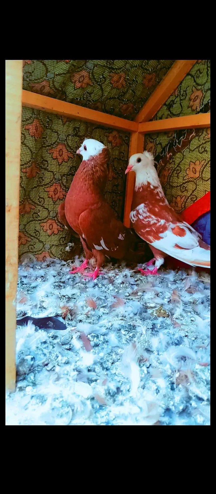 jogi kachpra breeder pair pigeons for sale kabotar pishori peshori — photo 2
