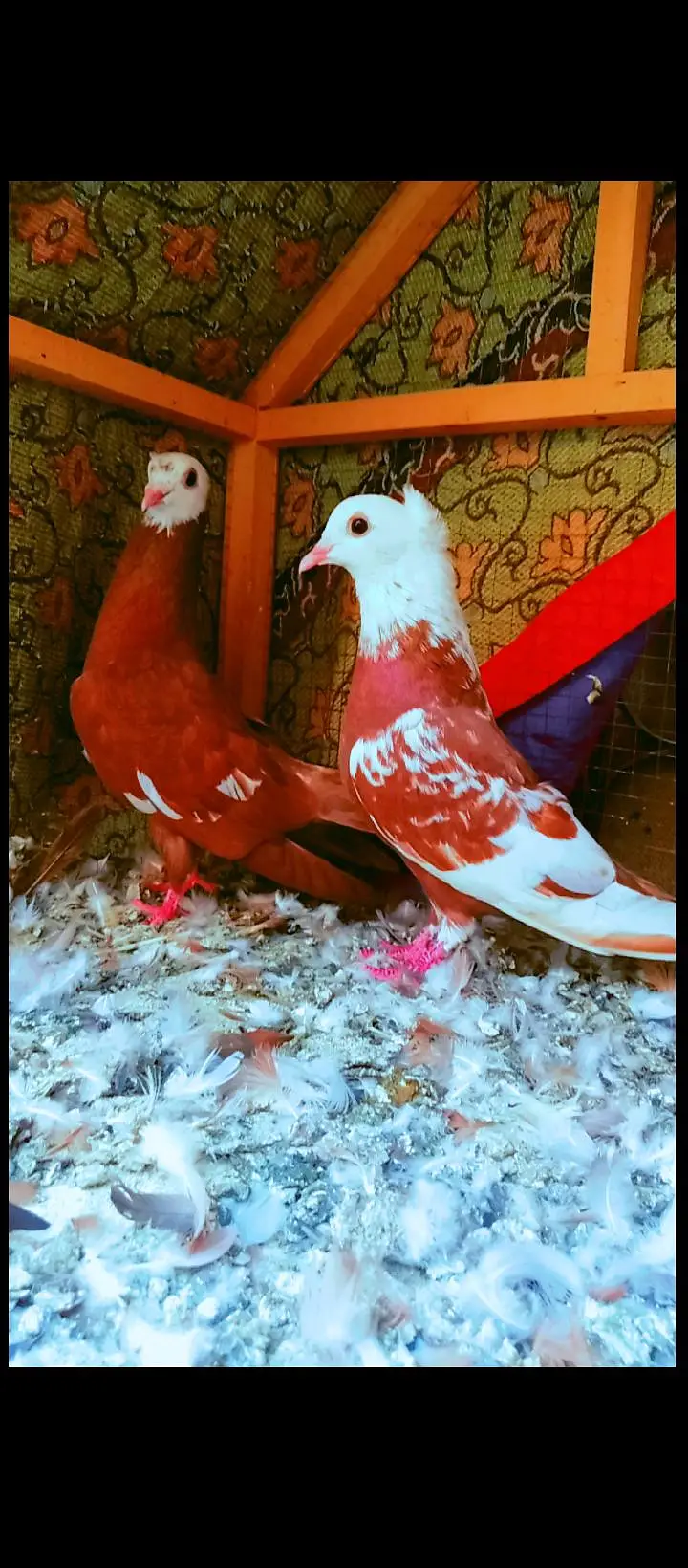 jogi kachpra breeder pair pigeons for sale kabotar pishori peshori — photo 3