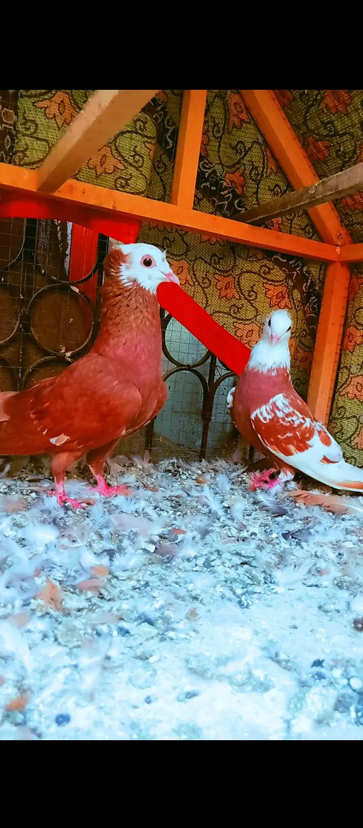 jogi kachpra breeder pair pigeons for sale kabotar pishori peshori — photo 4