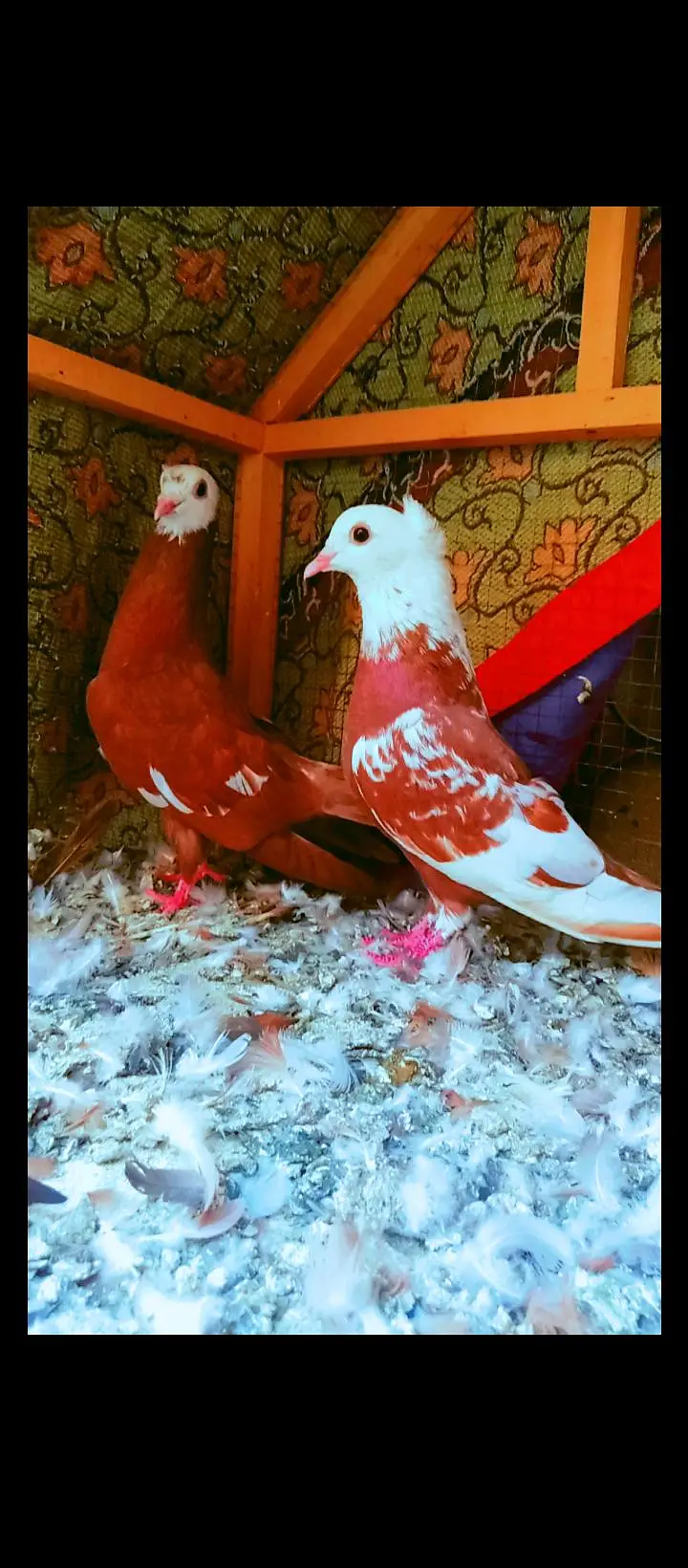 jogi kachpra breeder pair pigeons for sale kabotar pishori peshori — photo 5