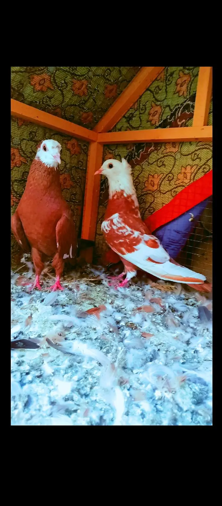 jogi kachpra breeder pair pigeons for sale kabotar pishori peshori — photo 6