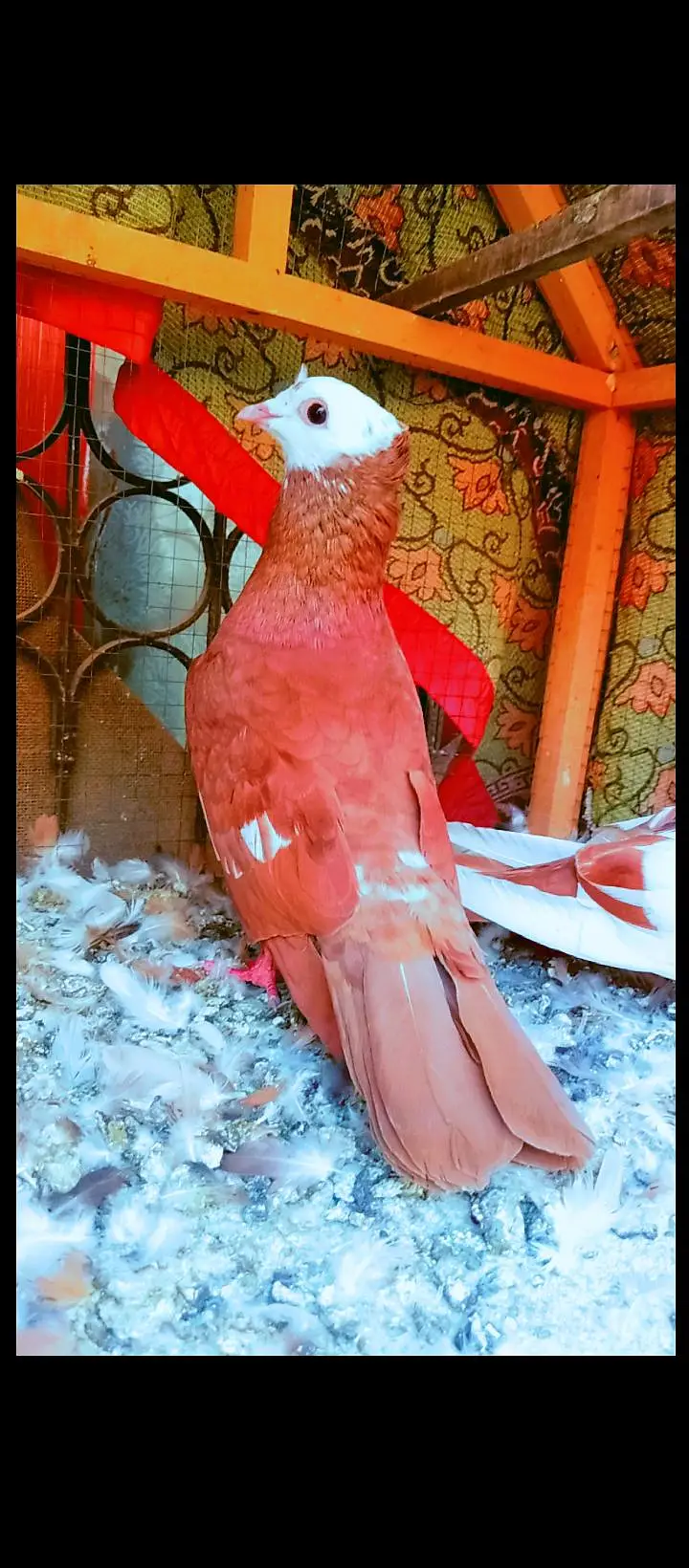 jogi kachpra breeder pair pigeons for sale kabotar pishori peshori — photo 7