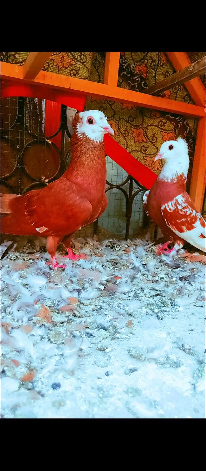 jogi kachpra breeder pair pigeons for sale kabotar pishori peshori — photo 8