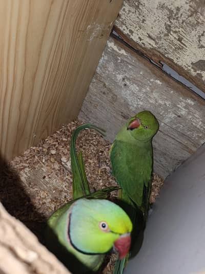 pair for sale