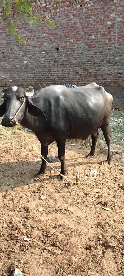 Buffaloe Maaj for sale