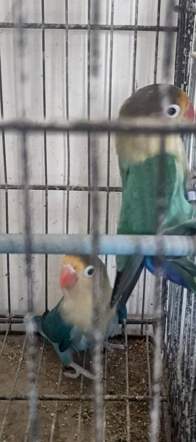 Breeder Parblue Pair For Urgent Sale