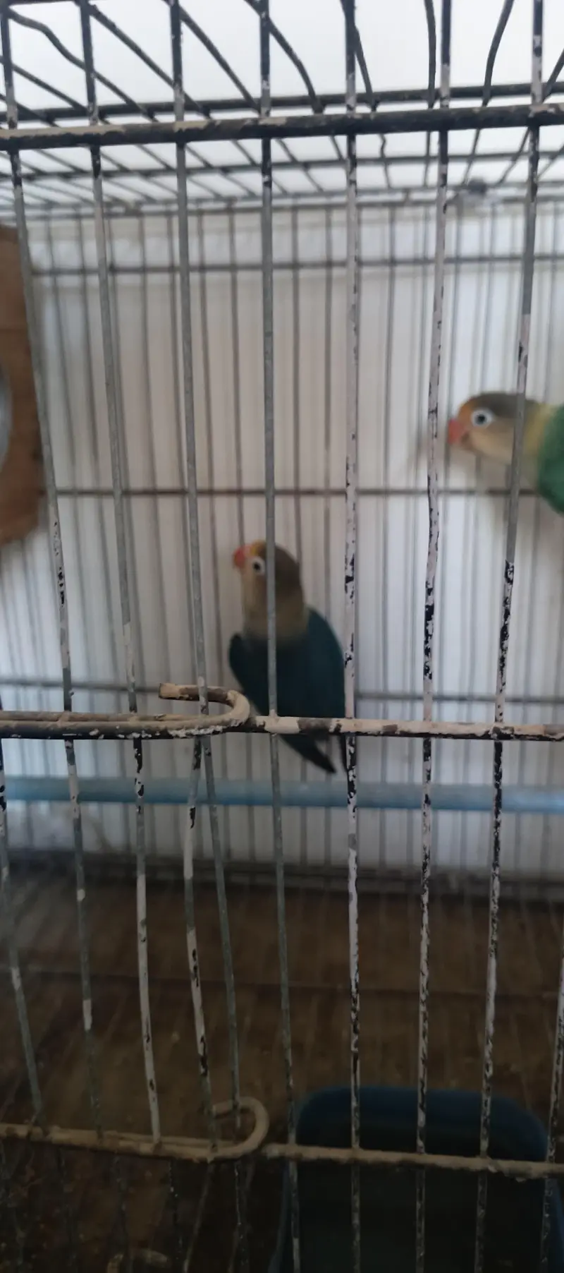 Breeder Parblue Pair For Urgent Sale — photo 2