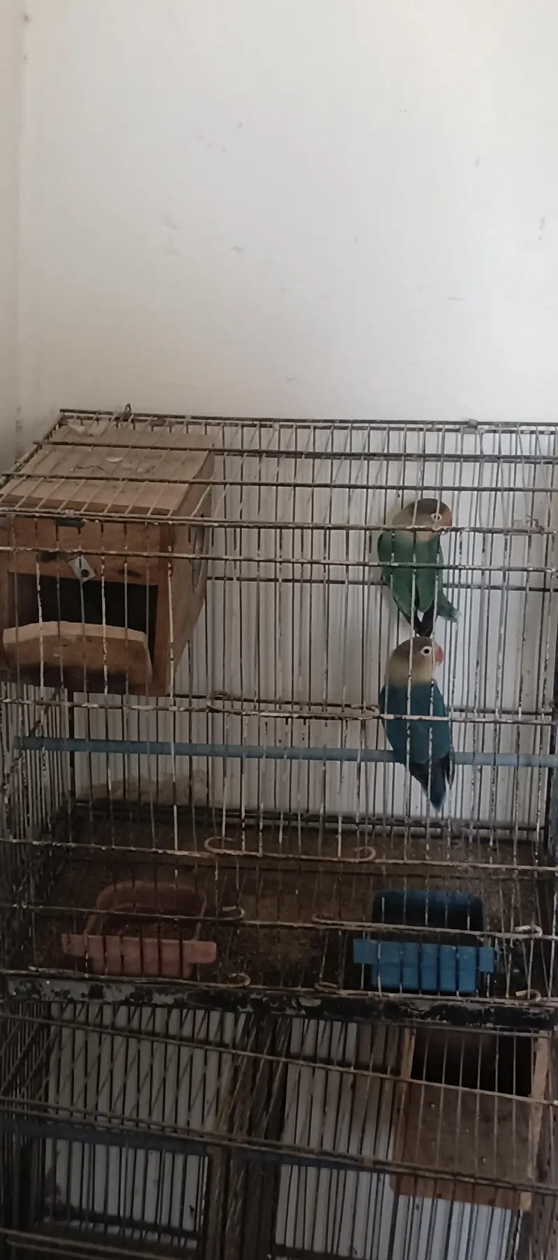 Breeder Parblue Pair For Urgent Sale — photo 3