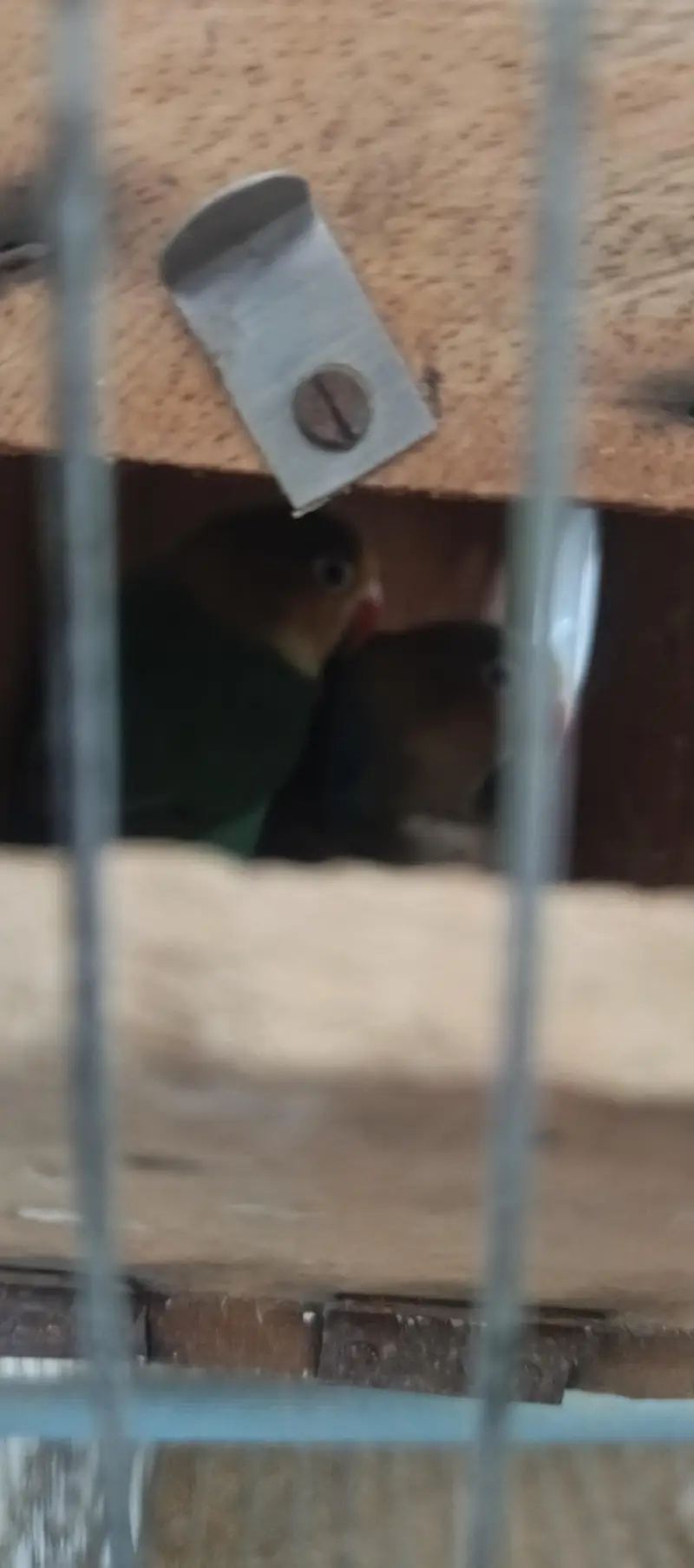 Breeder Parblue Pair For Urgent Sale — photo 4