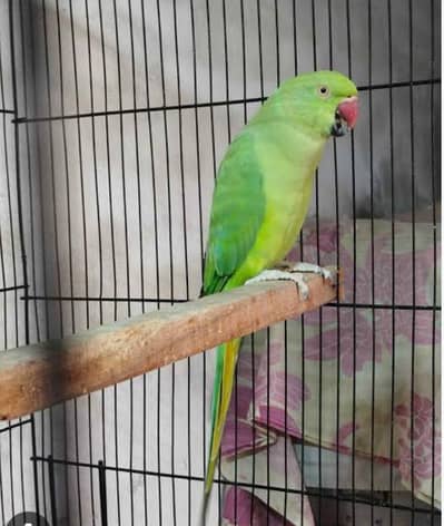 Ringneck Hantme