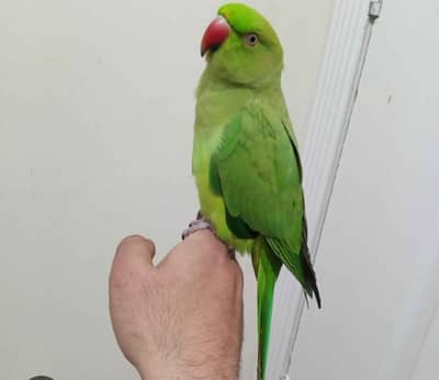 Ringneck Hantme
