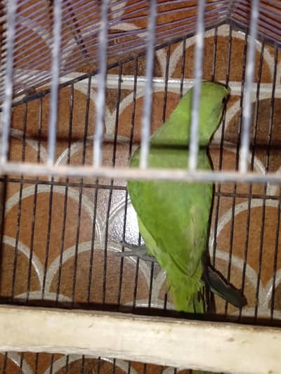 green talking parrot