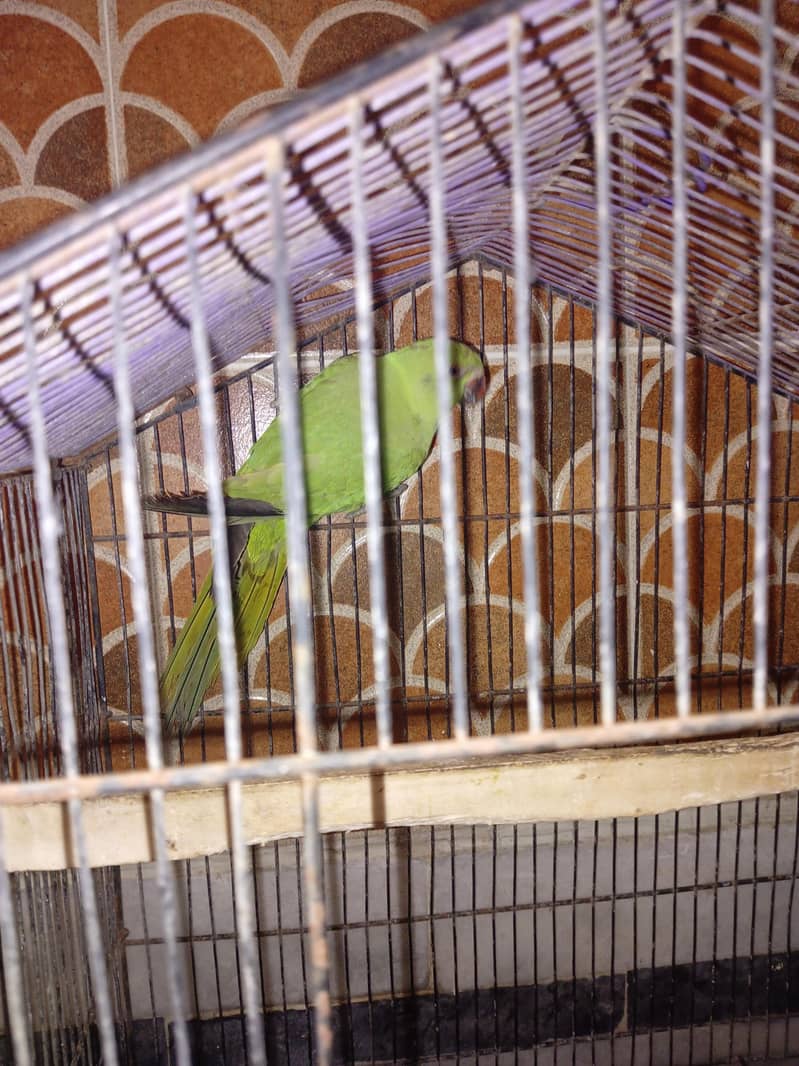 green talking parrot 1